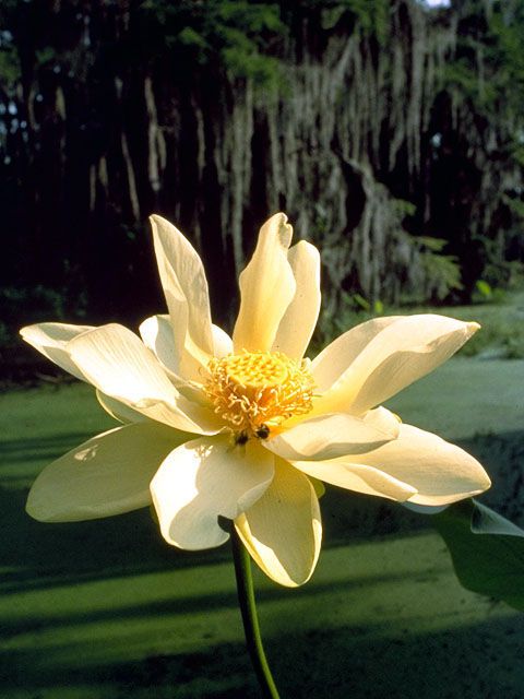 Nelumbo lutea (American lotus) #398