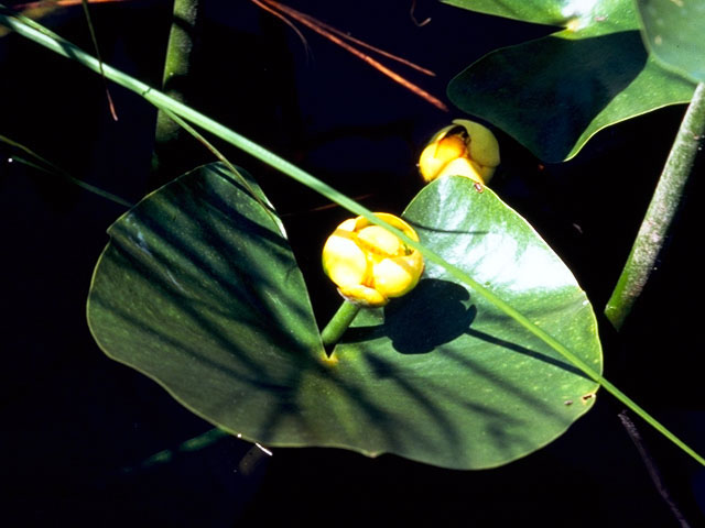 Nuphar lutea ssp. advena (Common spatterdock) #400