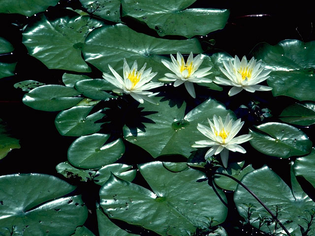 Nymphaea odorata (American white water-lily) #412