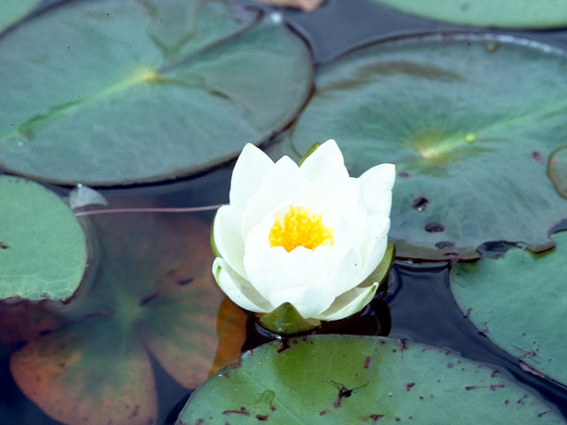 Nymphaea odorata (American white water-lily) #413