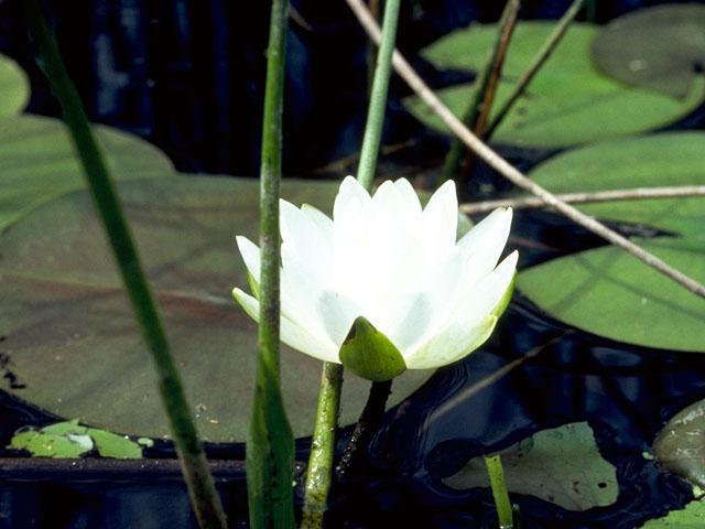 Nymphaea odorata (American white water-lily) #414