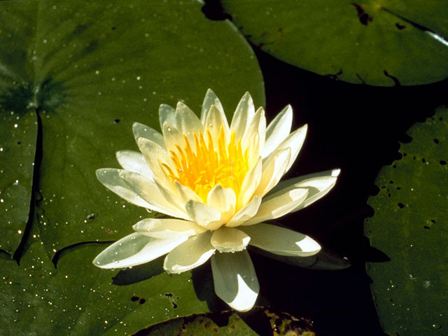 Nymphaea odorata (American white water-lily) #415