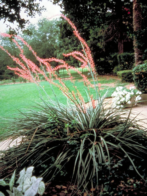 Hesperaloe parviflora (Red yucca) #423
