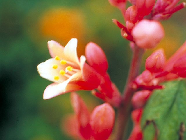 Hesperaloe parviflora (Red yucca) #424