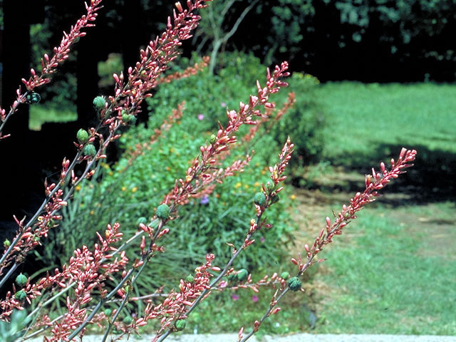 Hesperaloe parviflora (Red yucca) #425