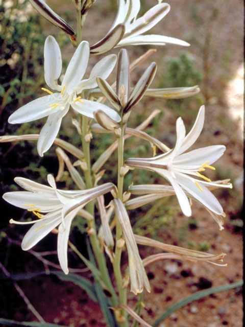 Hesperocallis undulata (Desert lily) #426