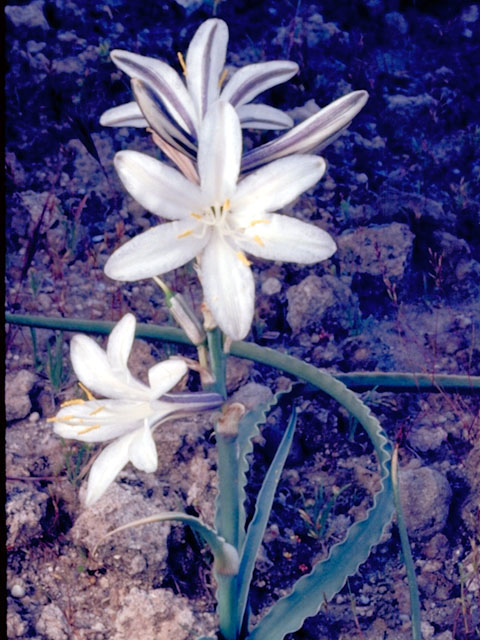 Hesperocallis undulata (Desert lily) #429