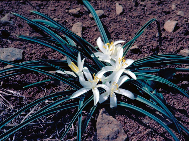 Leucocrinum montanum (Common starlily) #432