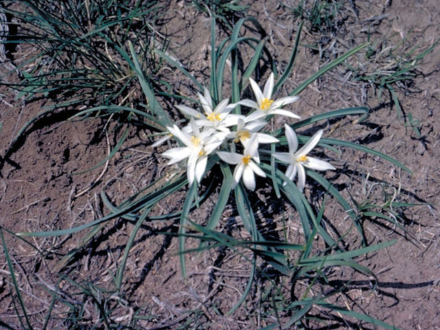 Leucocrinum montanum (Common starlily) #433
