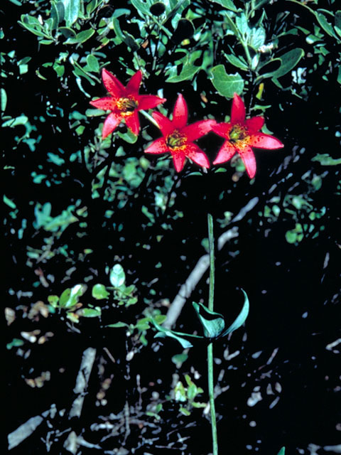 Lilium bolanderi (Bolander's lily) #434