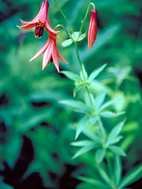 Lilium canadense (Canada lily) #439