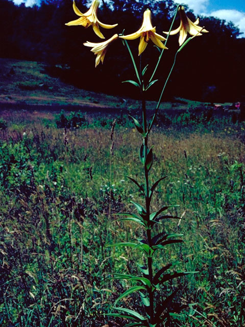Lilium canadense (Canada lily) #440