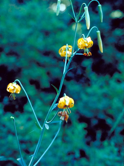 Lilium columbianum (Columbia lily) #447