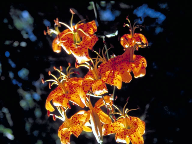 Lilium humboldtii (Humboldt lily) #453