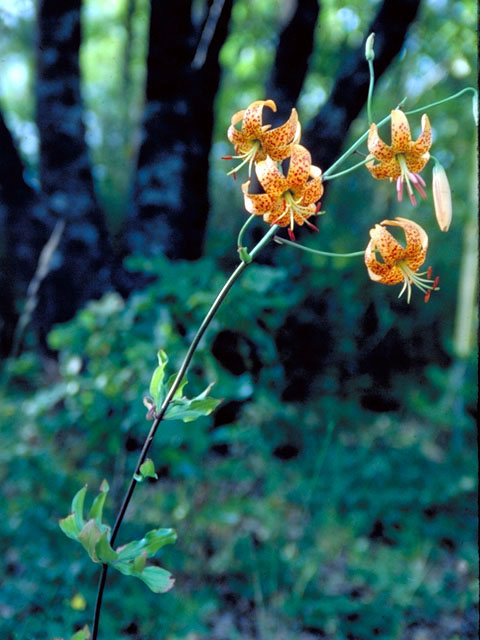 Lilium humboldtii (Humboldt lily) #454