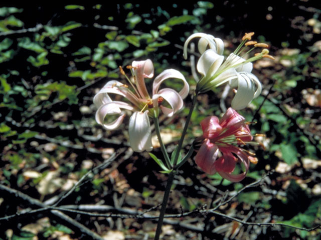 Lilium kelloggii (Kellogg's lily) #457