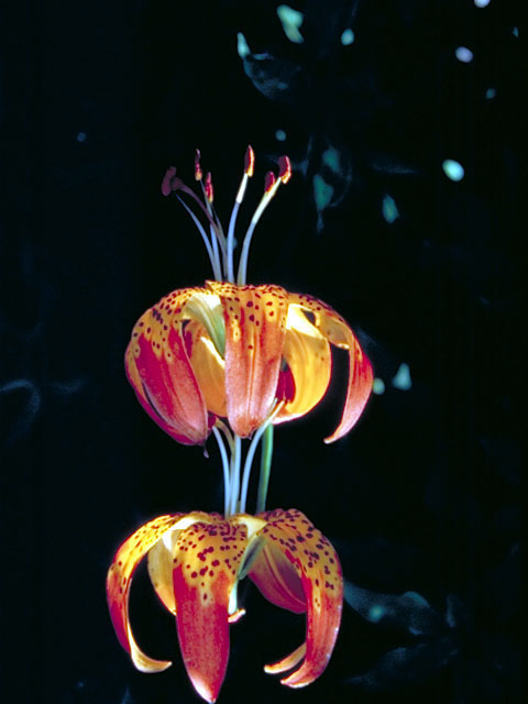 Lilium pardalinum (Leopard lily) #476