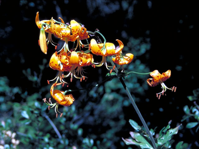 Lilium pardalinum (Leopard lily) #478