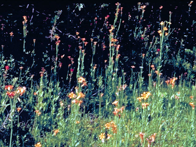 Lilium parvum (Sierra tiger lily) #481