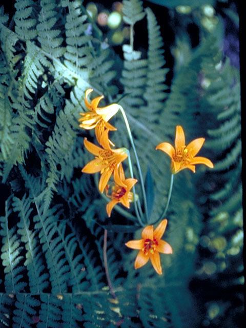 Lilium parvum (Sierra tiger lily) #482