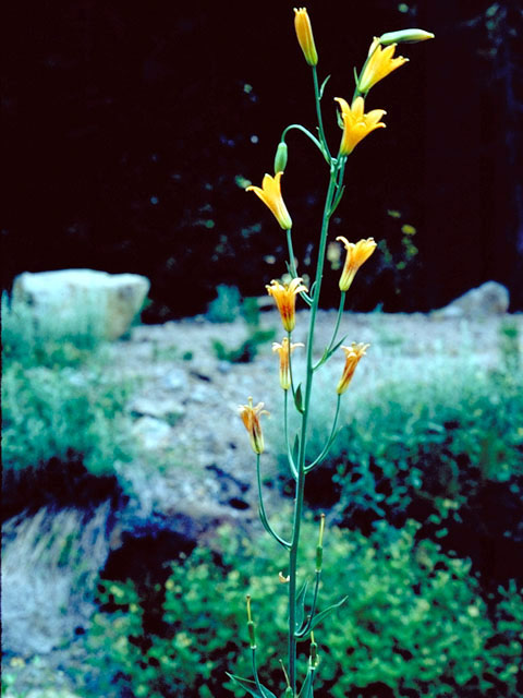 Lilium parvum (Sierra tiger lily) #484