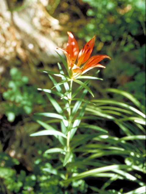 Lilium philadelphicum (Wood lily) #486