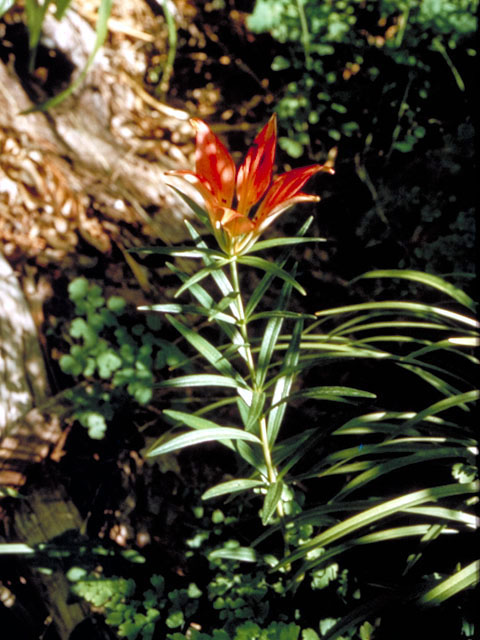Lilium philadelphicum (Wood lily) #487