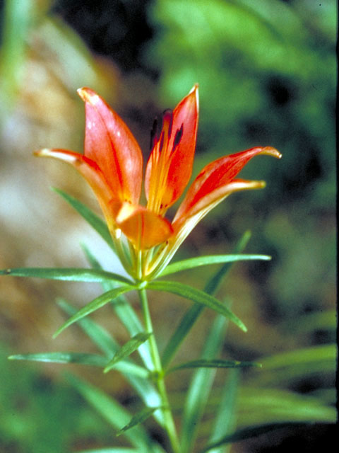 Lilium philadelphicum (Wood lily) #488