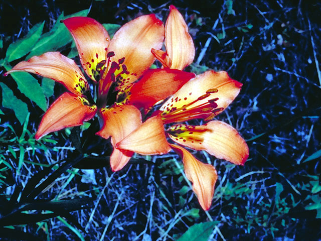 Lilium philadelphicum (Wood lily) #490