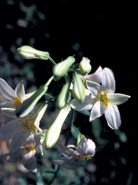 Lilium rubescens (Redwood lily) #493