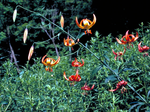 Lilium superbum (Turk's-cap lily) #495