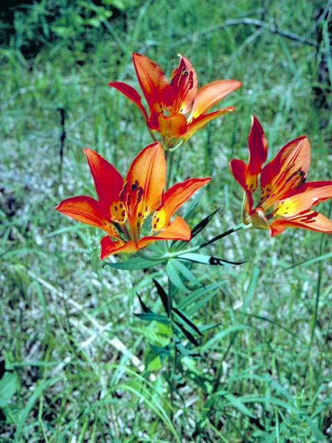 Lilium philadelphicum var. andinum (Western wood lily) #501