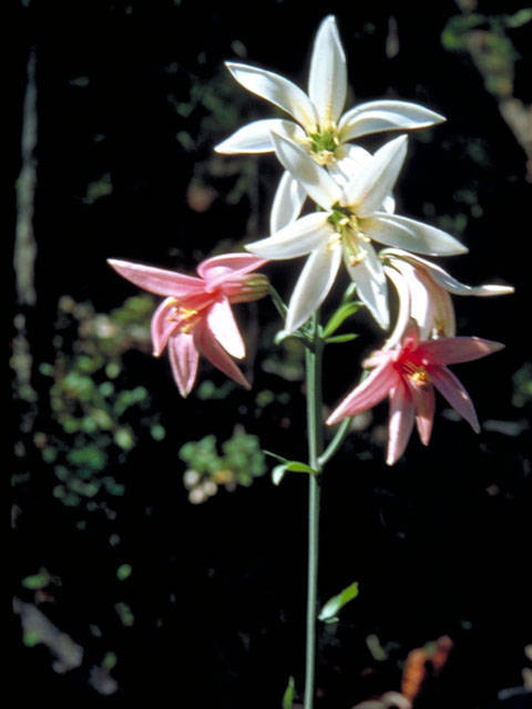 Lilium washingtonianum (Washington lily) #505
