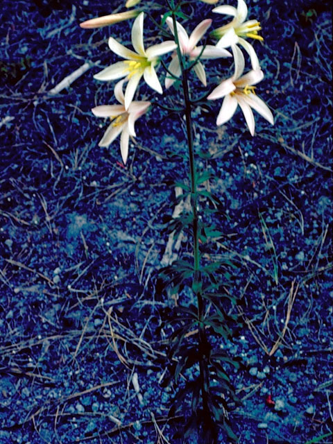 Lilium washingtonianum (Washington lily) #507
