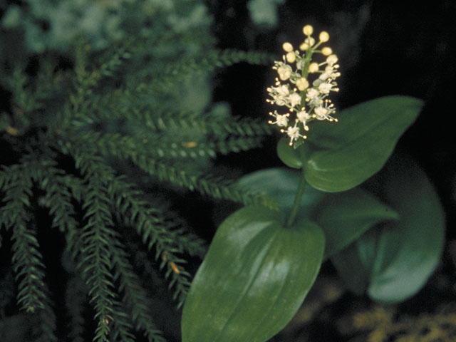 Maianthemum canadense (Canada mayflower) #512