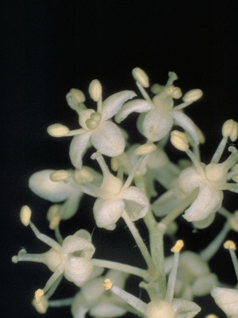 Maianthemum canadense (Canada mayflower) #513