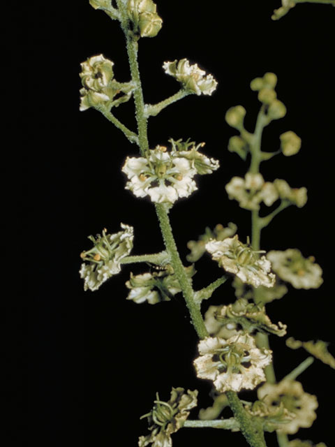 Veratrum virginicum (Virginia bunchflower) #519