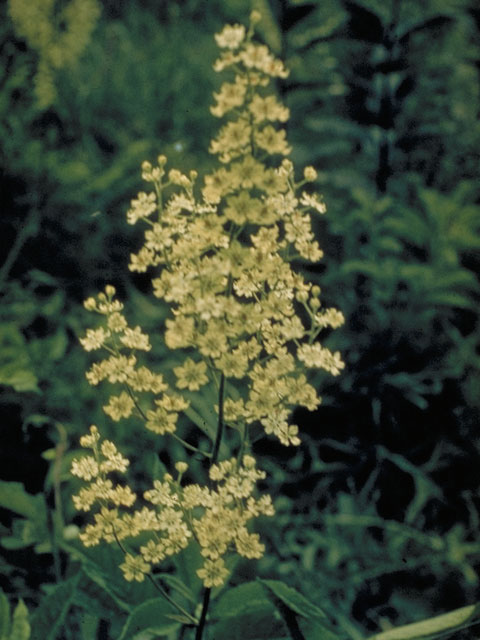Veratrum virginicum (Virginia bunchflower) #520