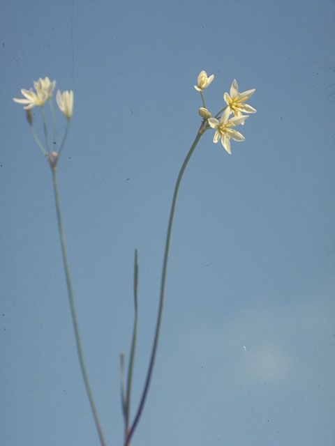 Nothoscordum bivalve (Crowpoison) #533