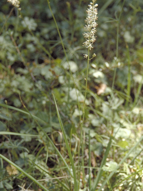 Hastingsia alba (White rushlily) #563