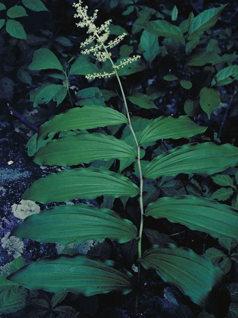Maianthemum racemosum ssp. racemosum (Feathery false lily of the valley) #567