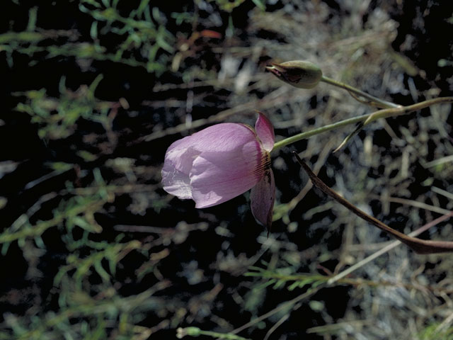 Calochortus greenei (Greene's mariposa lily) #591