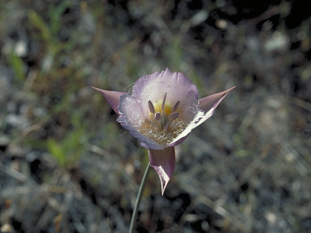 Calochortus greenei (Greene's mariposa lily) #592