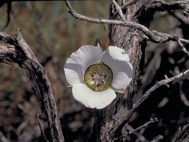 Calochortus gunnisonii (Gunnison's mariposa lily) #594