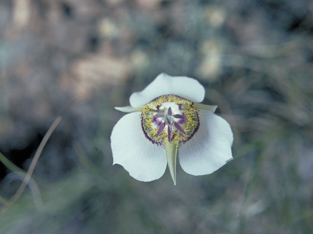 Calochortus gunnisonii (Gunnison's mariposa lily) #596
