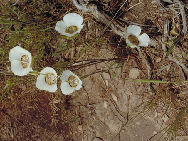 Calochortus gunnisonii (Gunnison's mariposa lily) #597