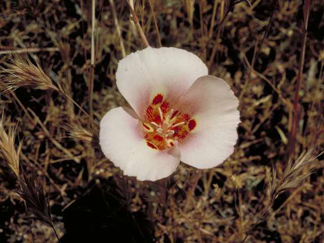Calochortus invenustus (Plain mariposa lily) #602