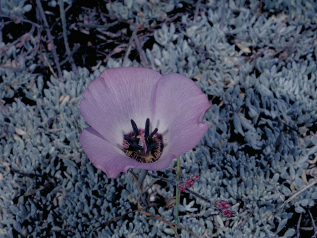 Calochortus invenustus (Plain mariposa lily) #603