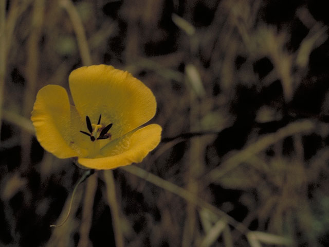 Calochortus kennedyi (Desert mariposa lily) #604