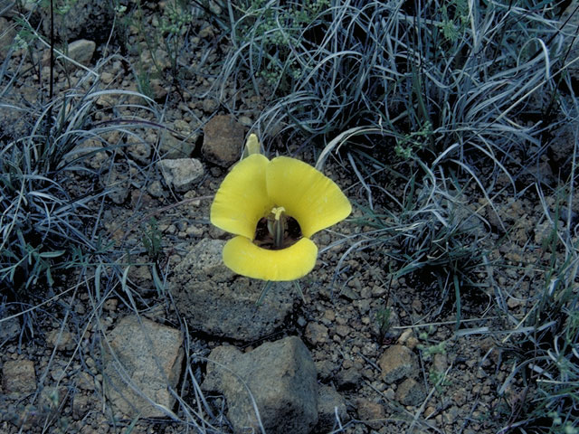 Calochortus kennedyi (Desert mariposa lily) #605